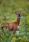 HUBERTUS&BUTTOLO Roe deer call BLATTER