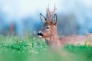 NORDIK PREDATOR Roe deer call ROE 