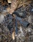 MARTTIINI Fire stick